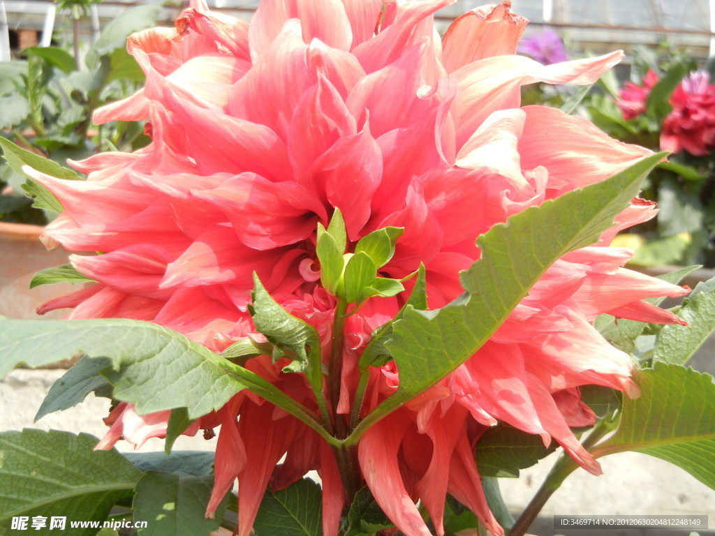 菊花