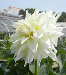 白菊花