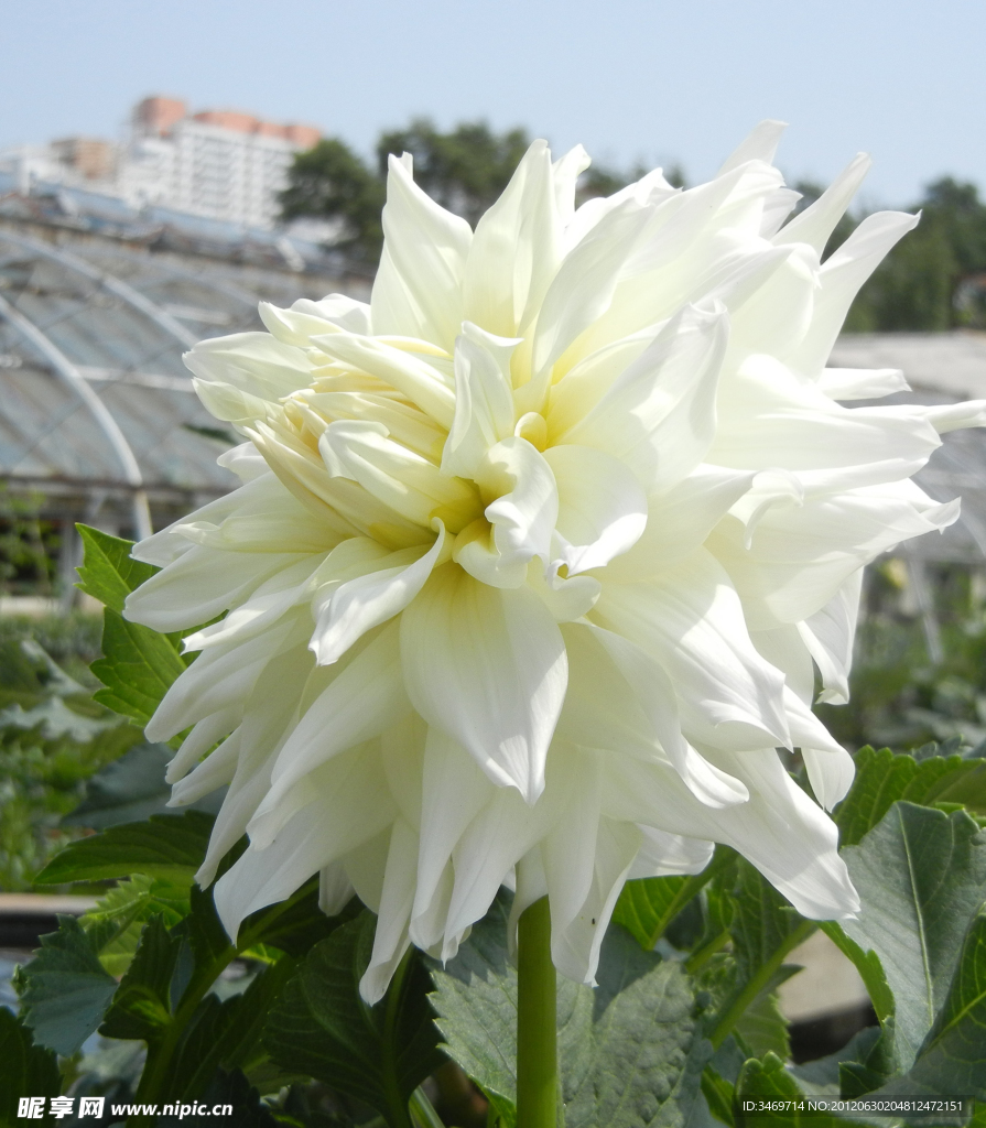 白菊花