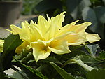 黄菊花