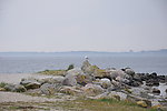 岸边海鸥