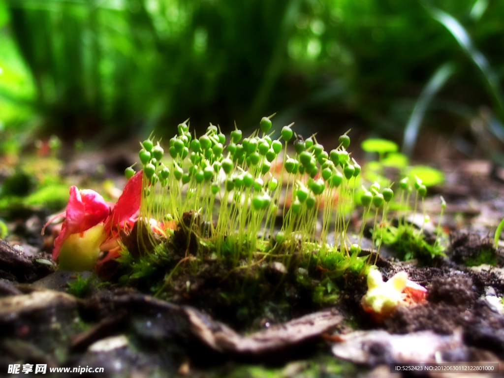 苔藓