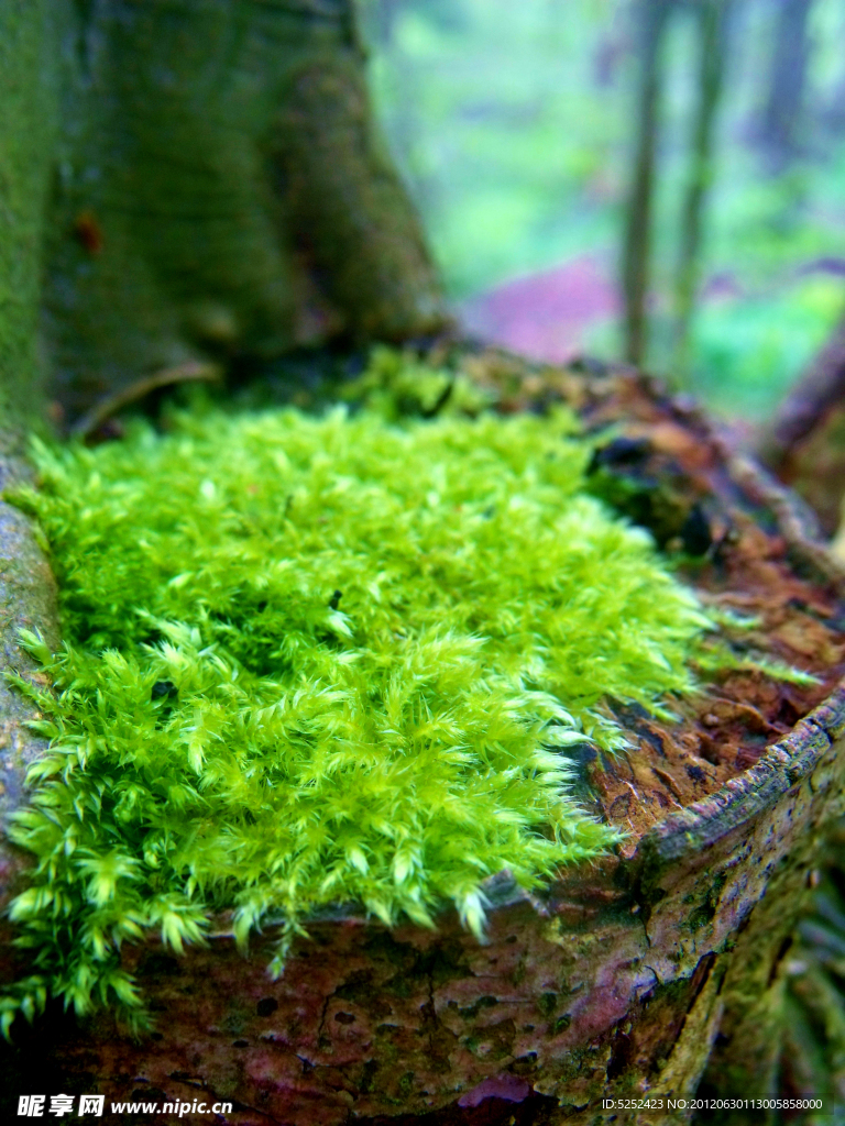 苔藓