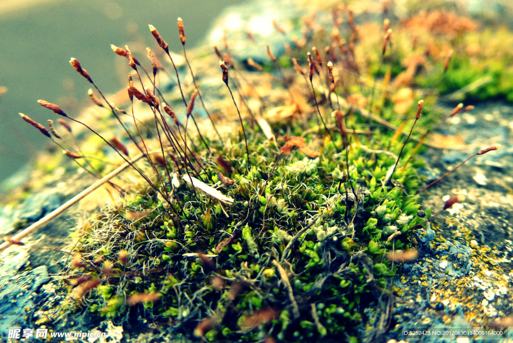 苔藓植物