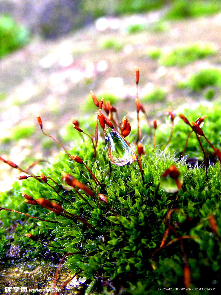 青苔植物