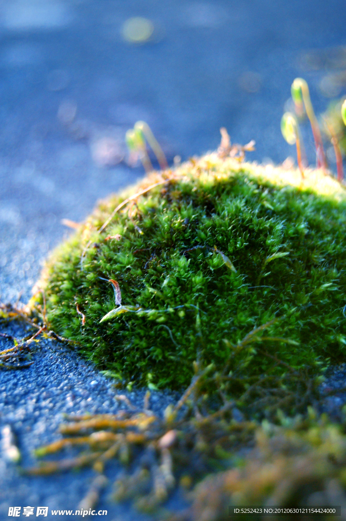 苔藓