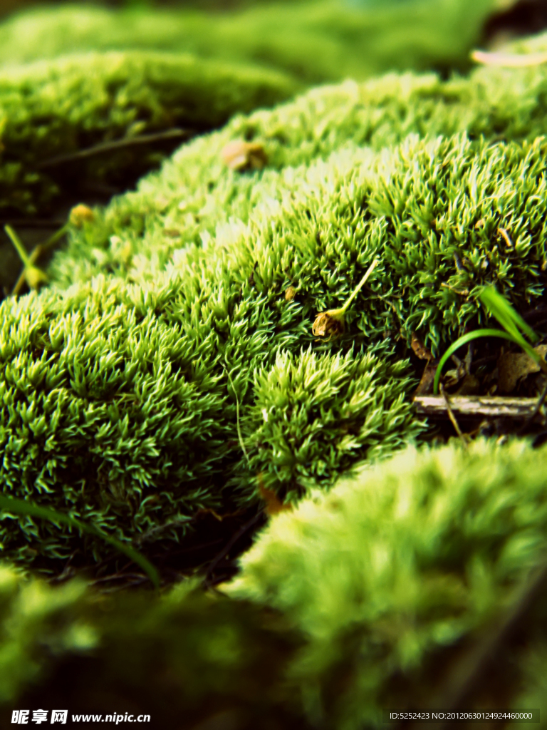苔藓