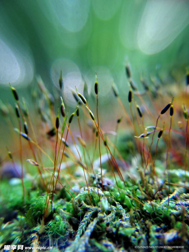 青苔植物