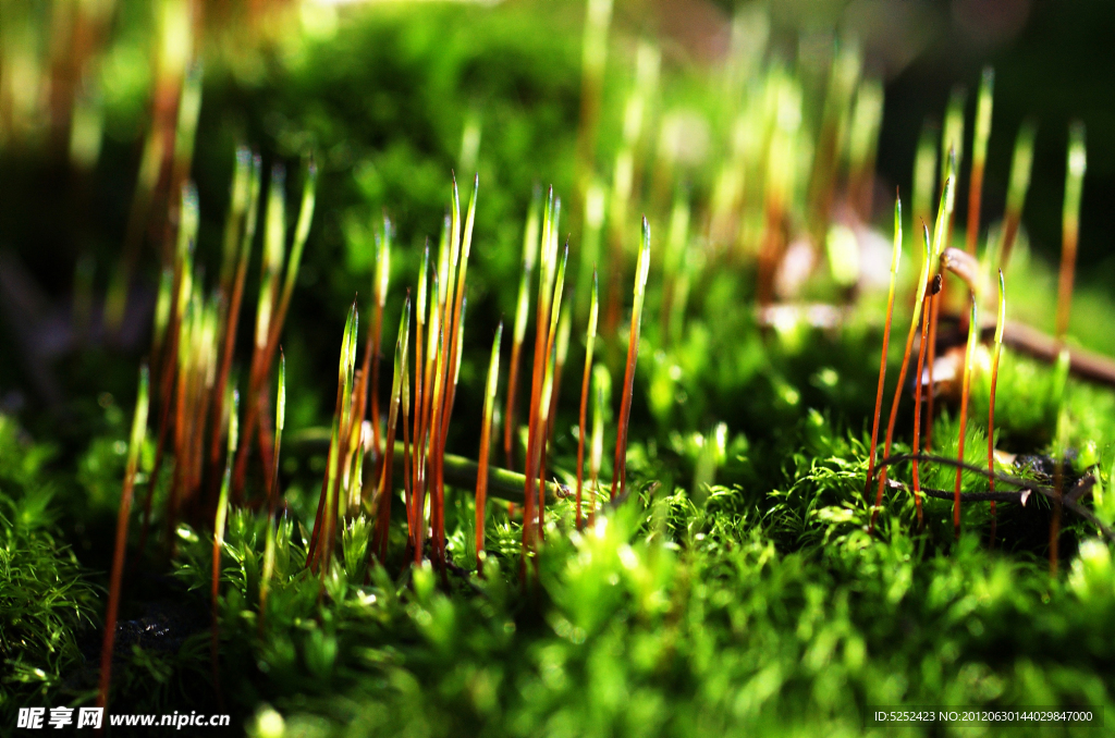 苔藓植物
