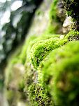 苔藓