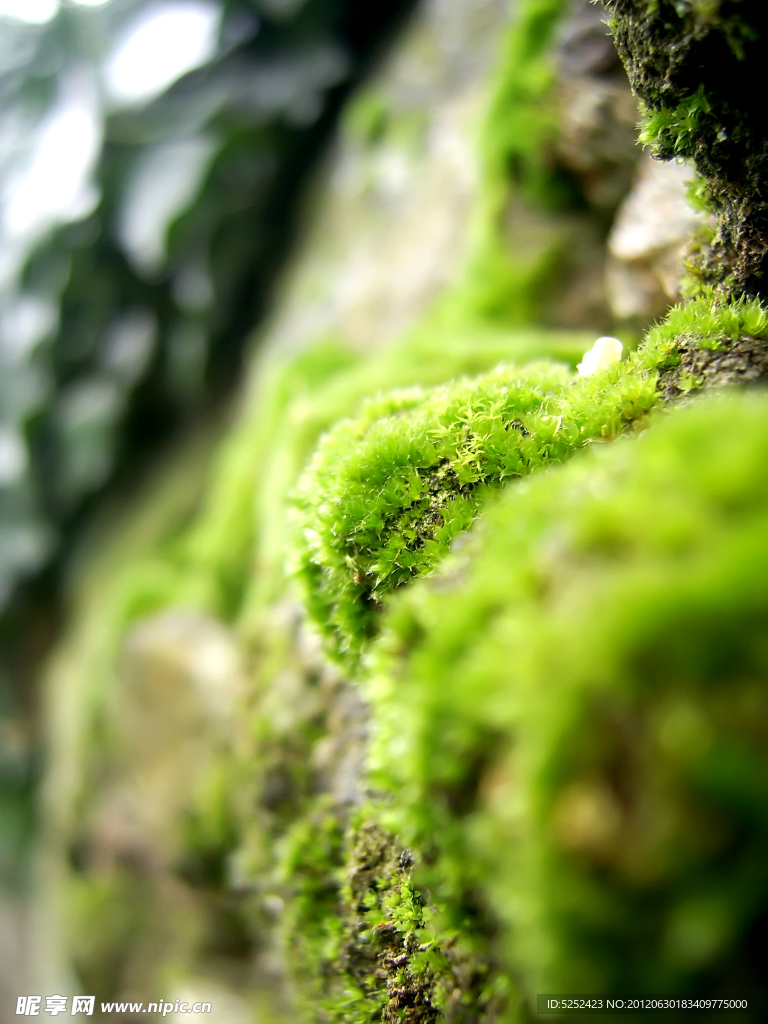 苔藓
