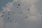 天空飞鸟