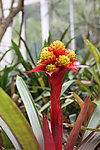 花草