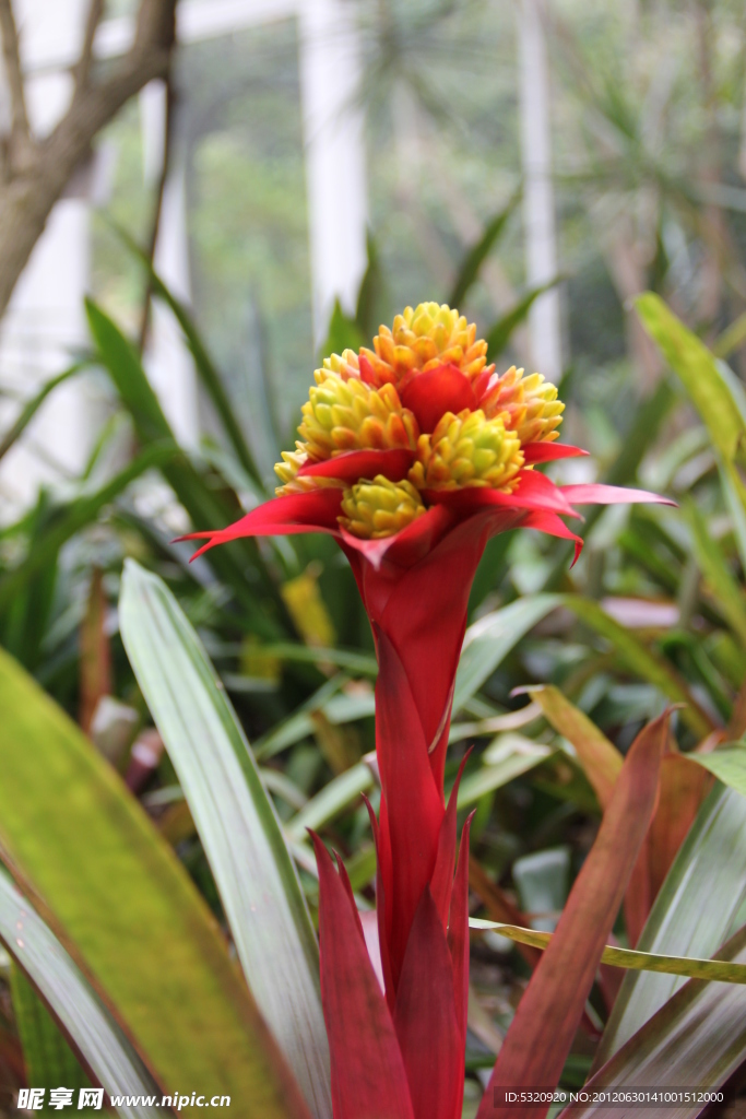 花草