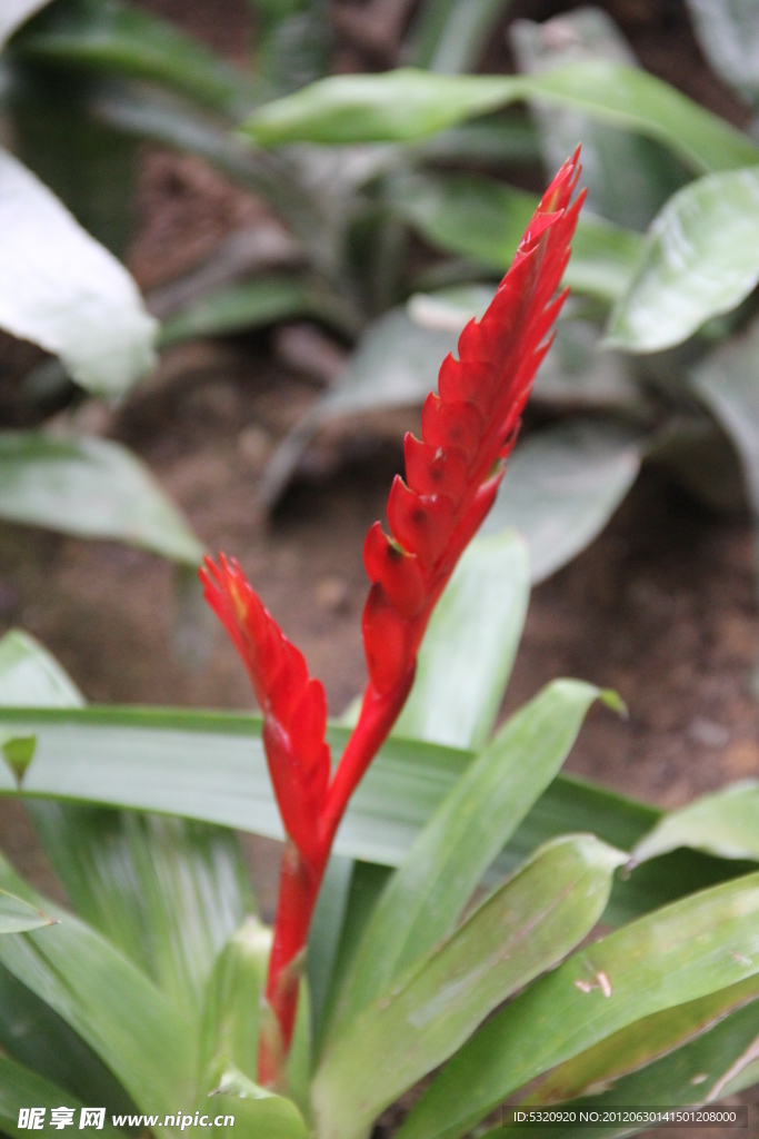 花草
