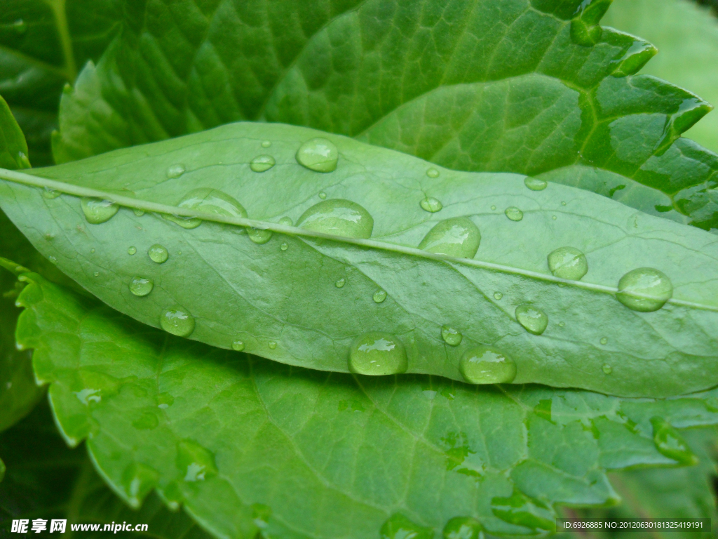雨后 绿叶