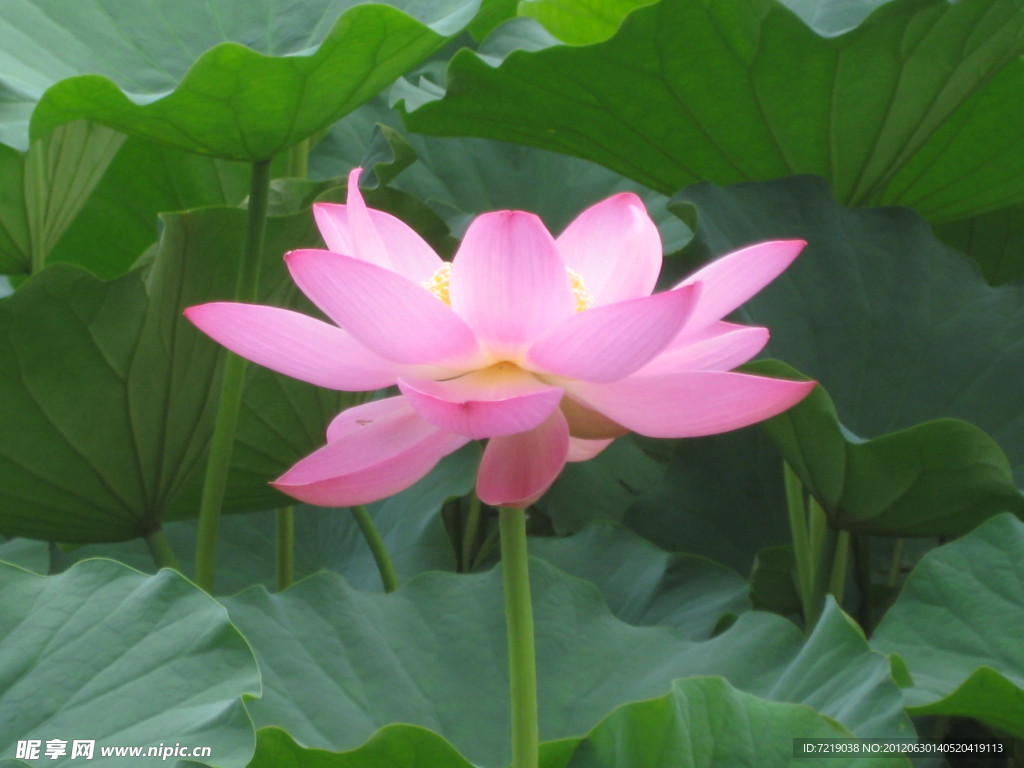 荷花
