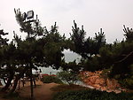 山水 树木