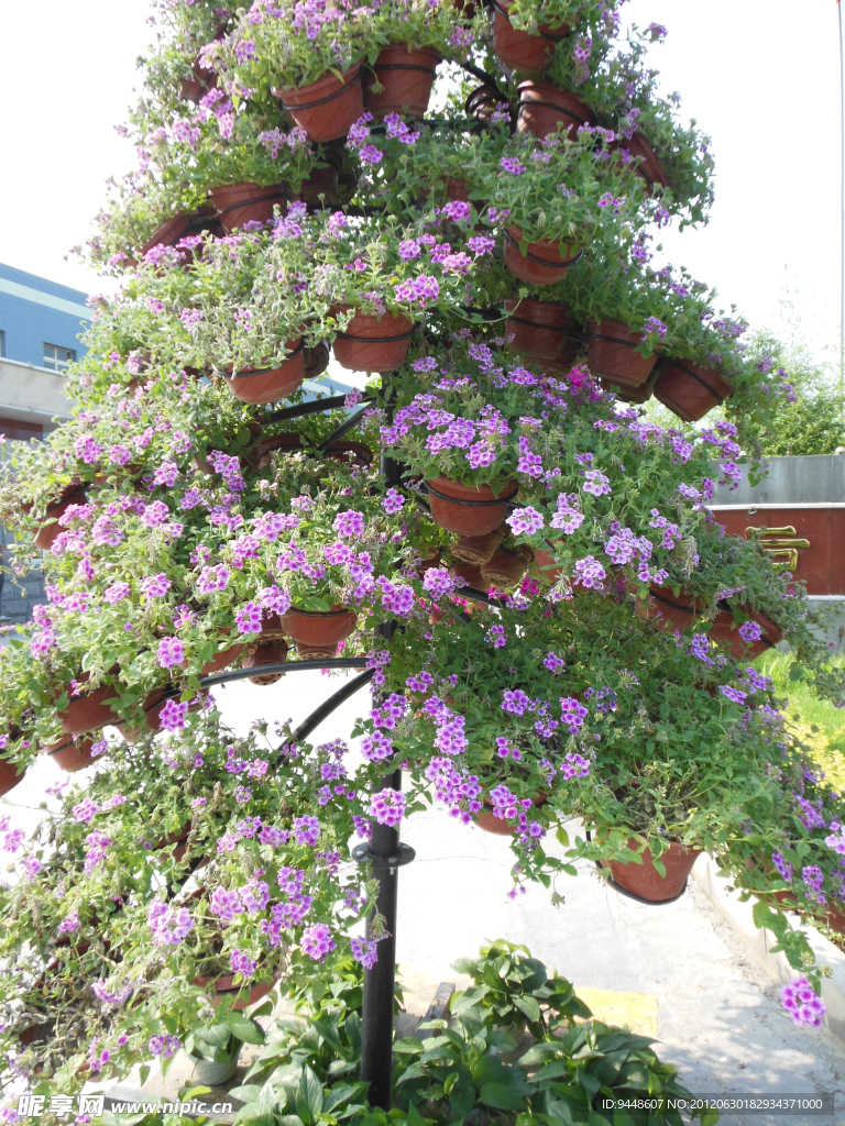 花树