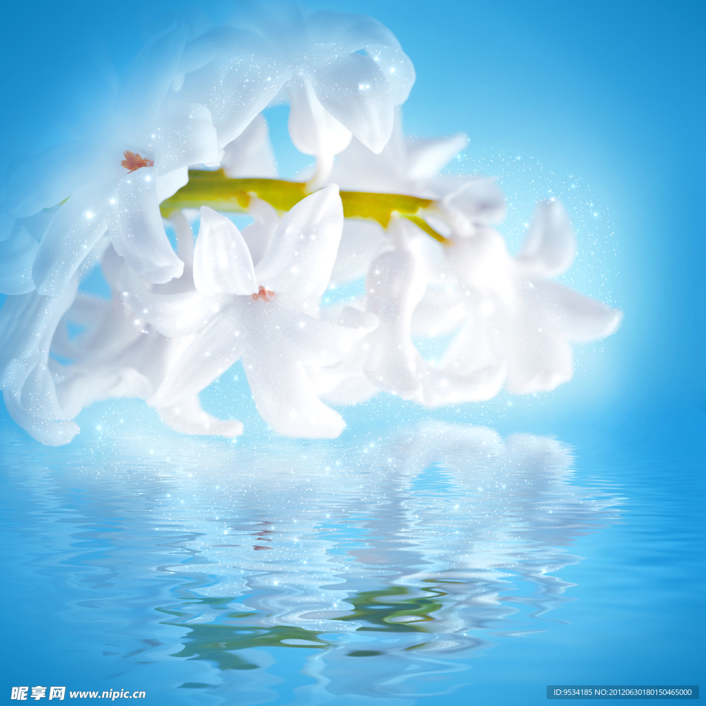 蓝色背景白色花图片