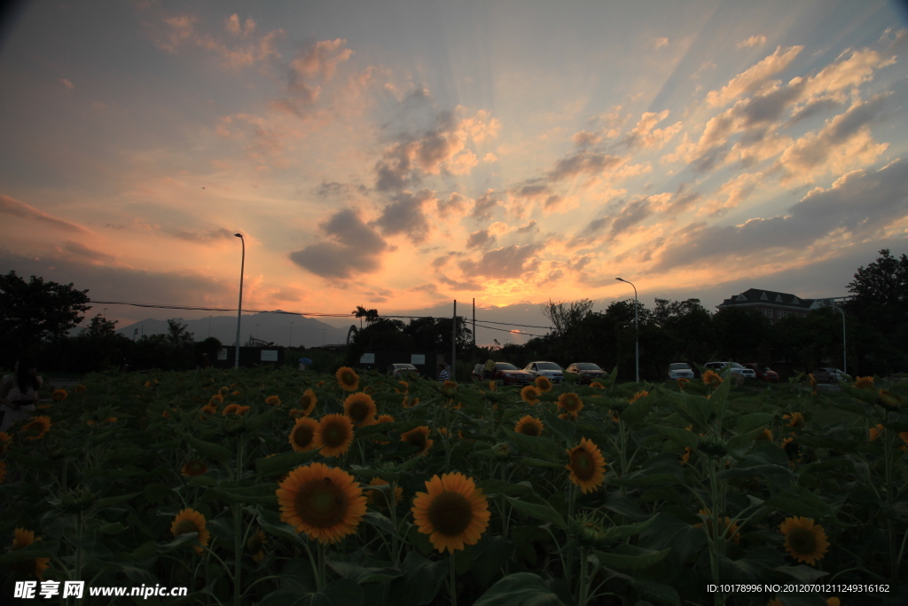 夕阳 向日葵花田