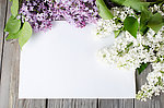 丁香花