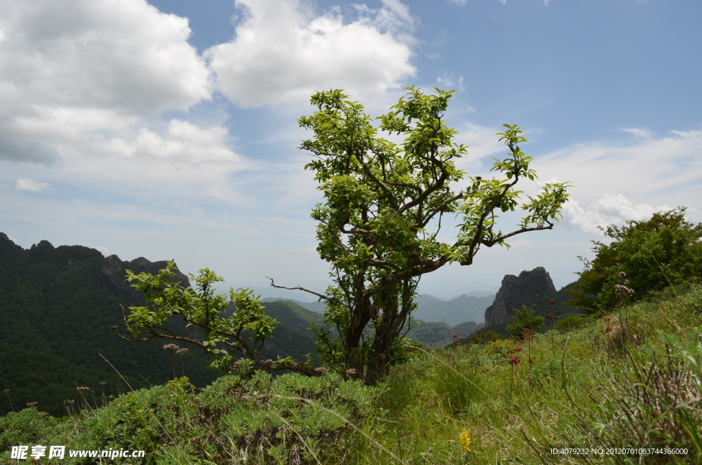 高山之木