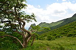 高山草甸