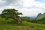 高山之木