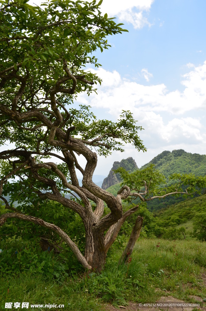 高山之木