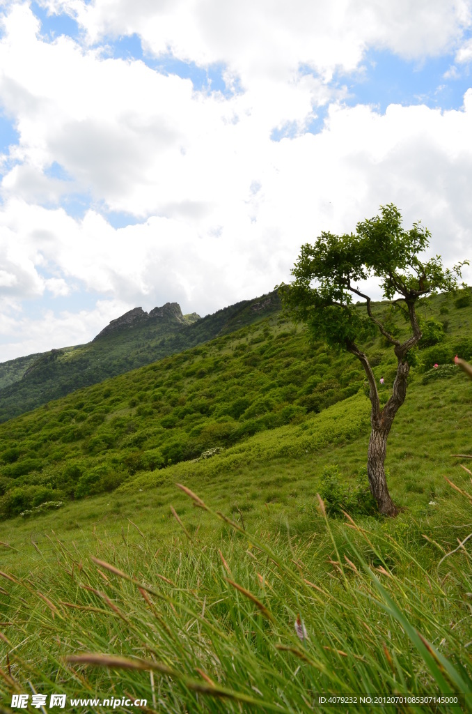 高山之木