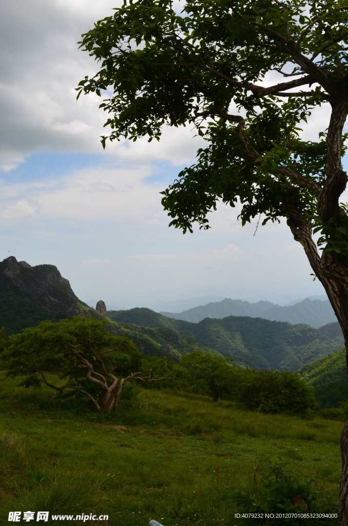 高山之木