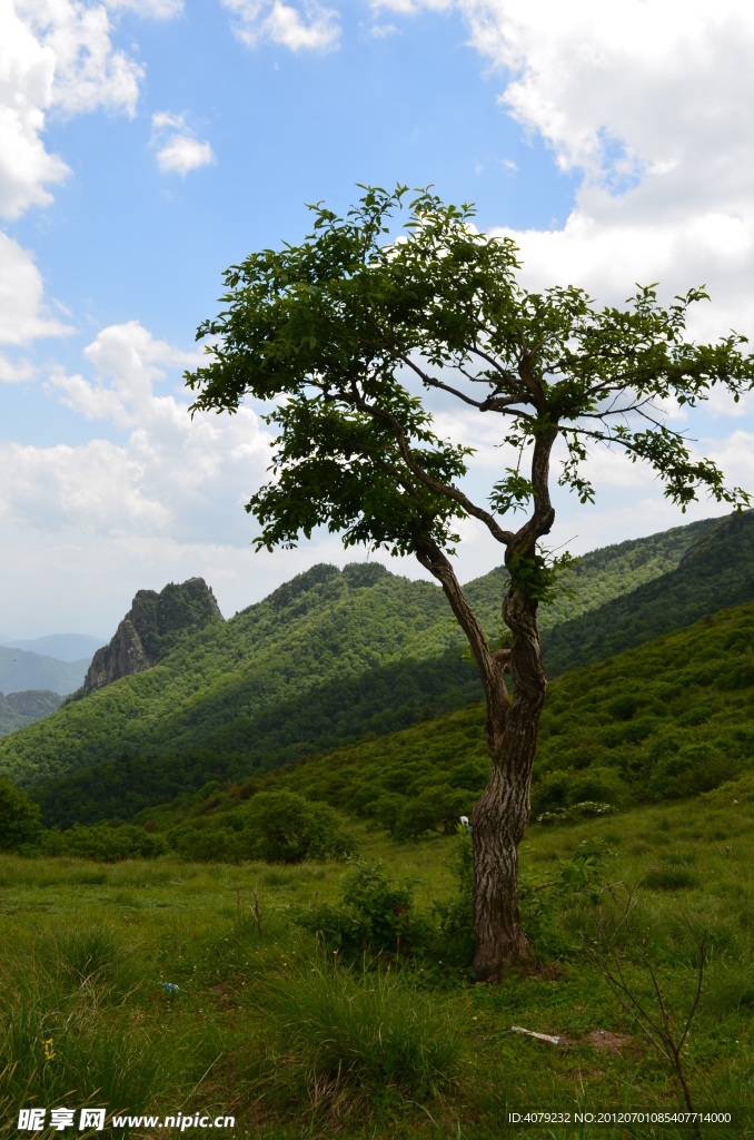 高山之木