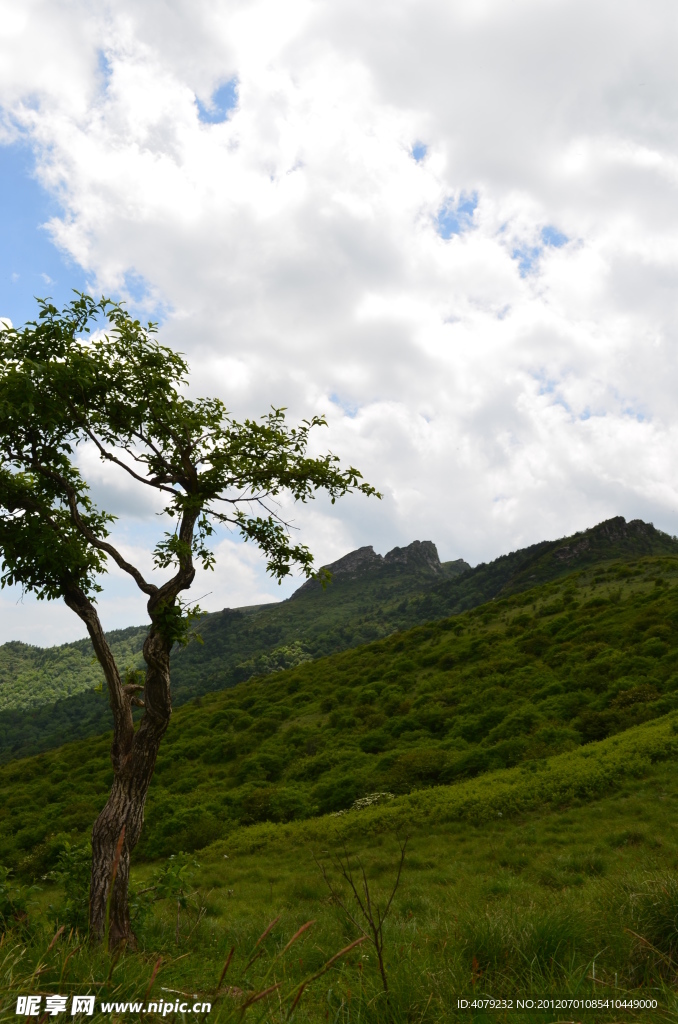 高山之木