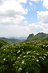 高山花开