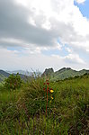 高山草甸