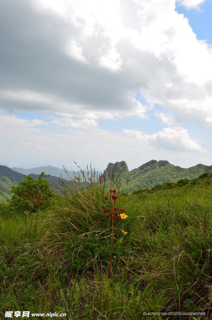 高山草甸