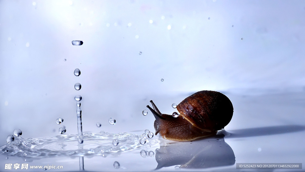 蜗牛 水滴
