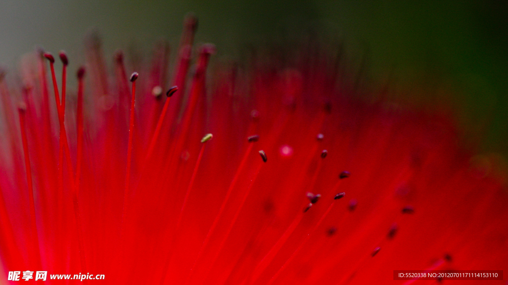 花芯特写