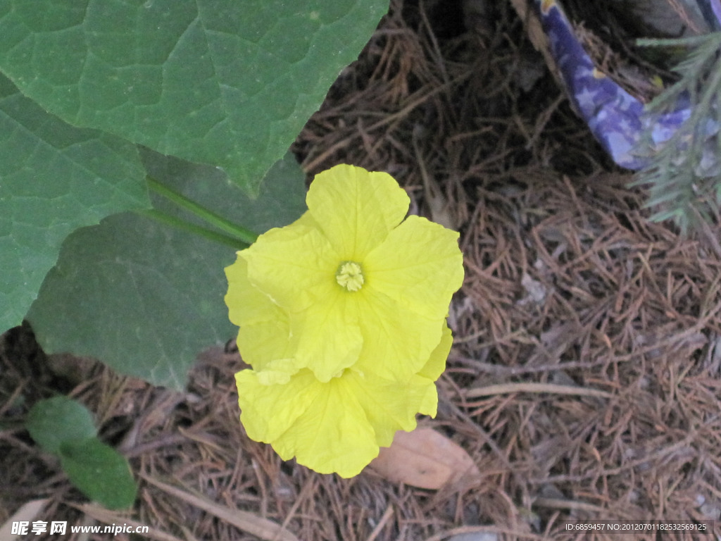 小黄花