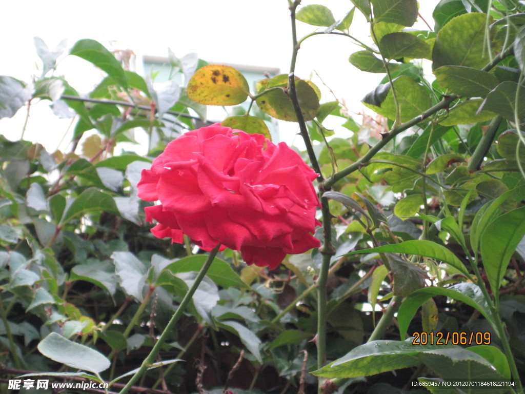 月季花