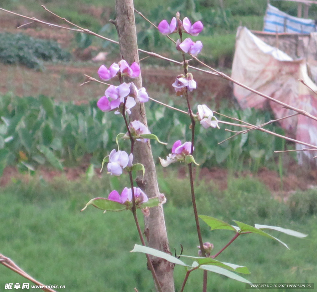 豆花