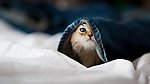 猫 牛仔裤