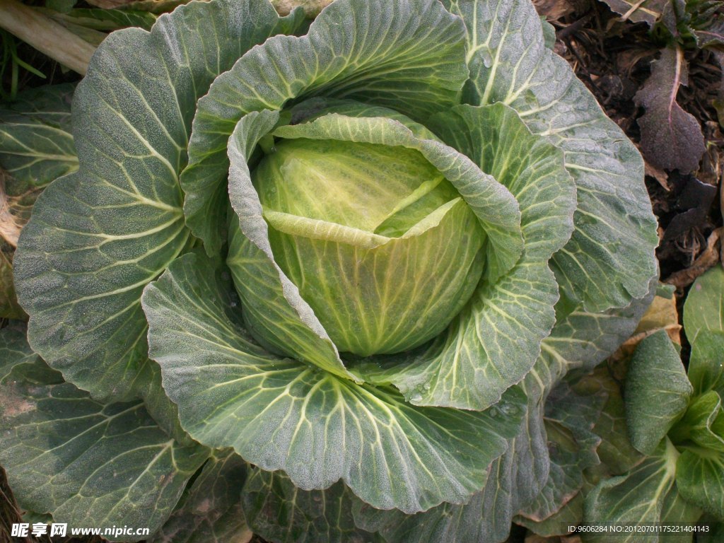 包菜