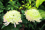菊花 绿色