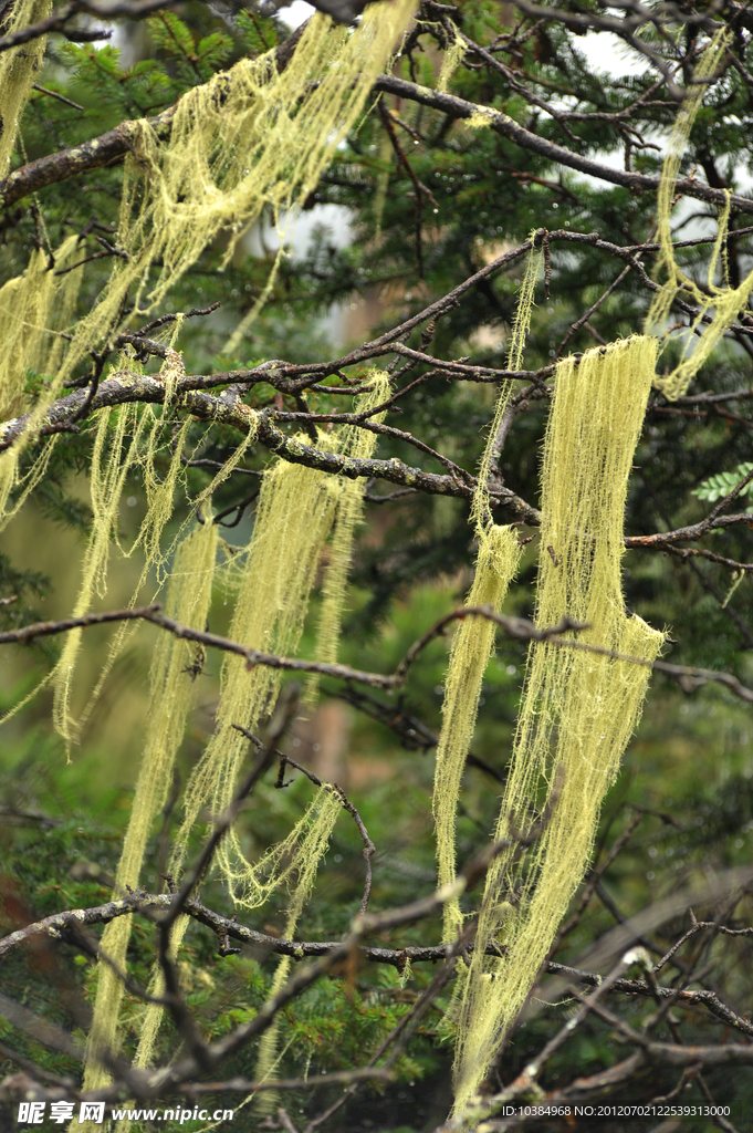 龙须