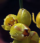 大花慧花