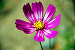 格桑花