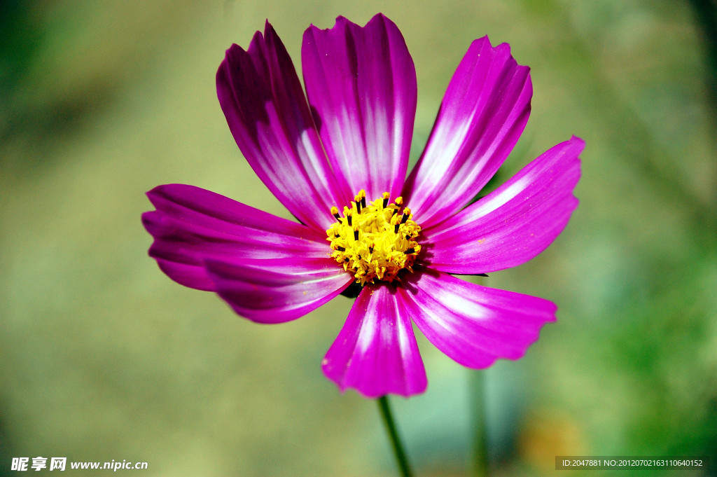 格桑花