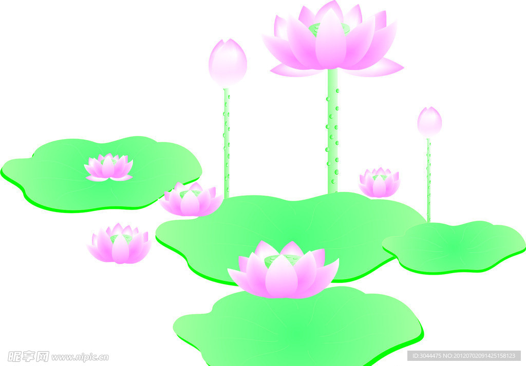 矢量 荷花